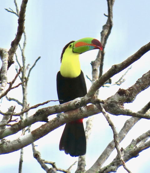 Guatemala bird