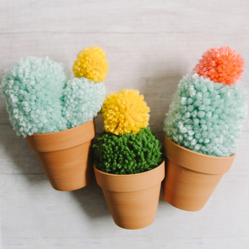 three small yarn ball cactuses in terracotta pots