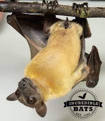 Incredible Bats