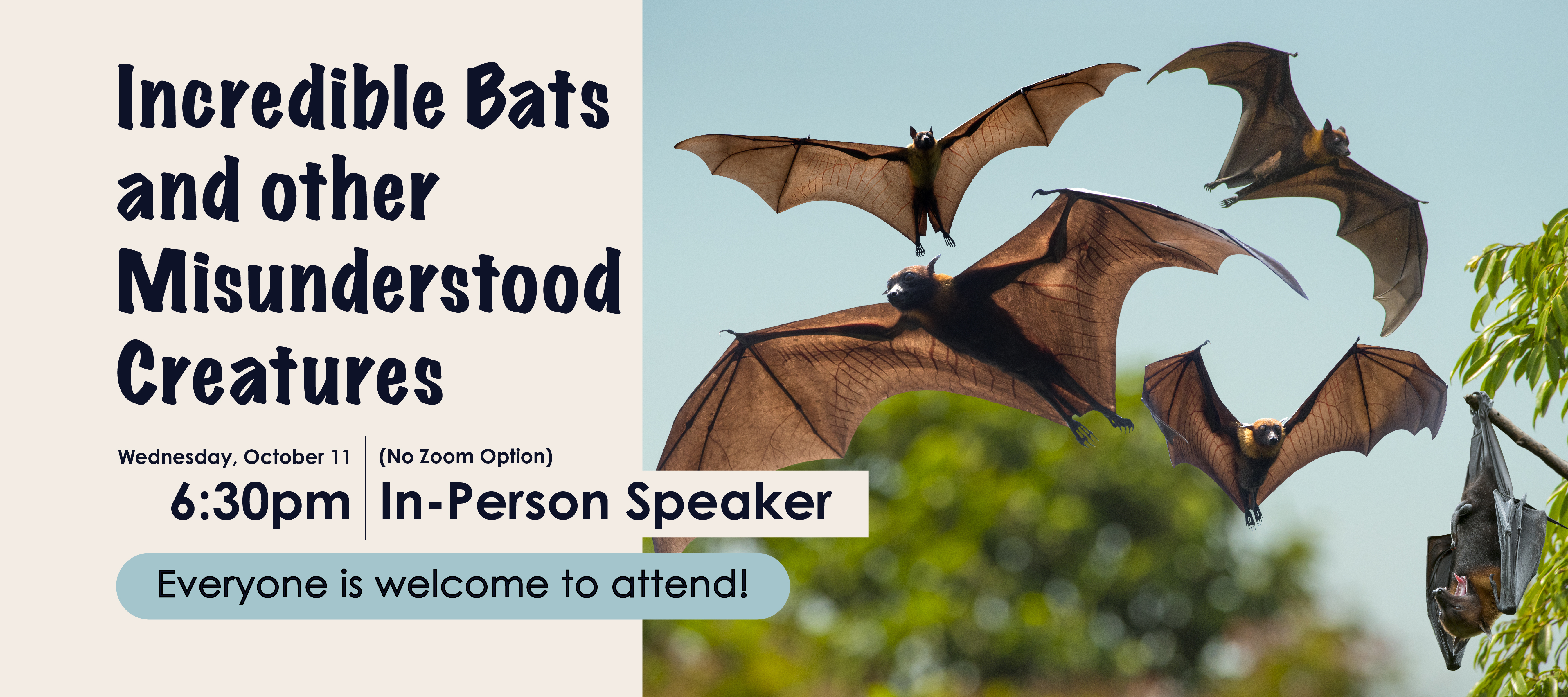 phpl, prospect heights public library, incredible bats and other misunderstood creatures