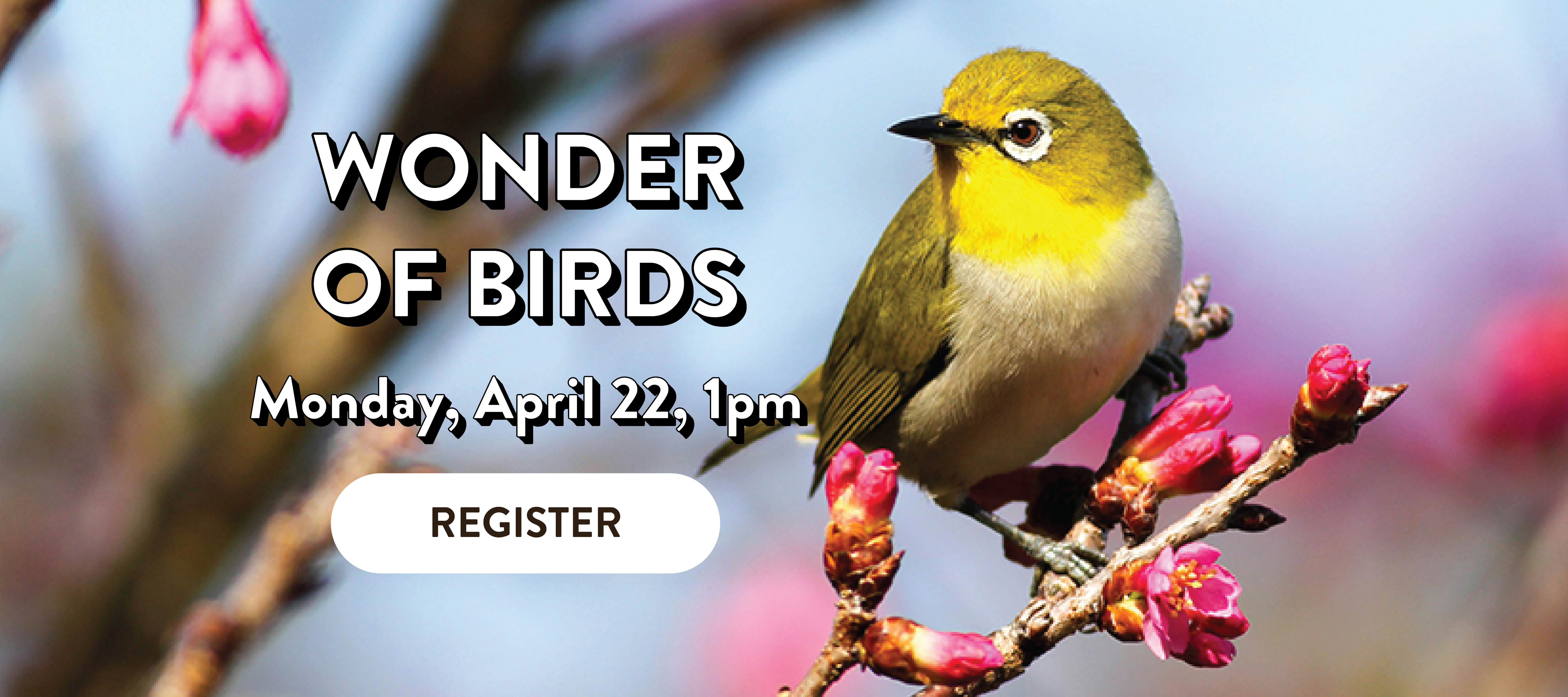 phpl, Prospect Heights Public Library, Wonder of Birds, Earth Day, Brookfield Zoo, In-person, Zoom, Speaker, Habitats, Nests, Animal Ambassadors, nature, outdoors, Adult