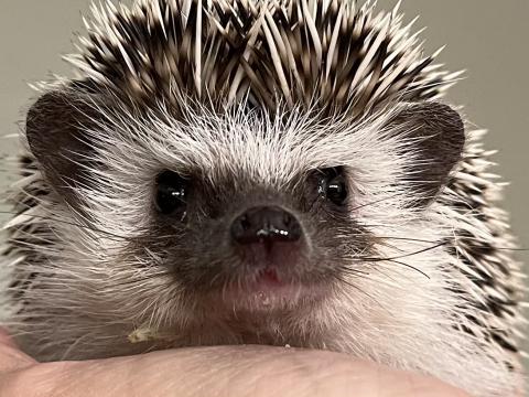 Hedgehog