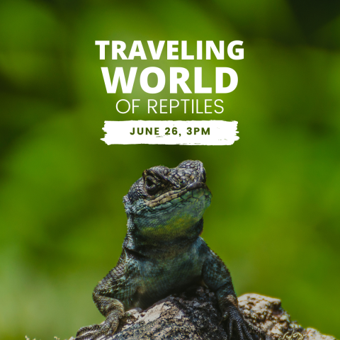 reptiles, traveling world of reptiles, snakes, lizards, prospect heights library, prospect heights