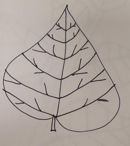 Leaf Line Drawing