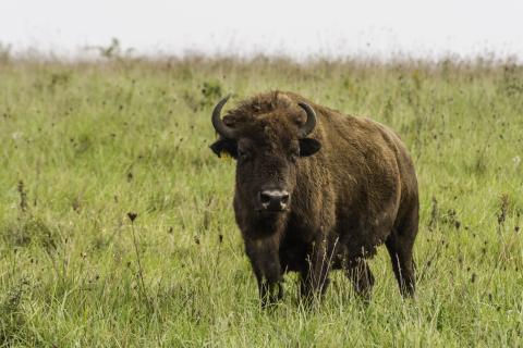 pic of bison