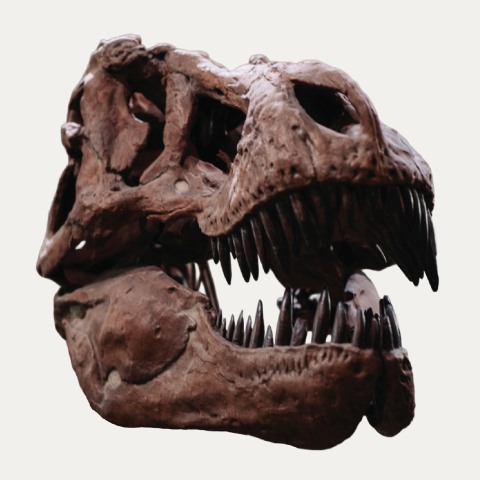 Image of dinosaur skull