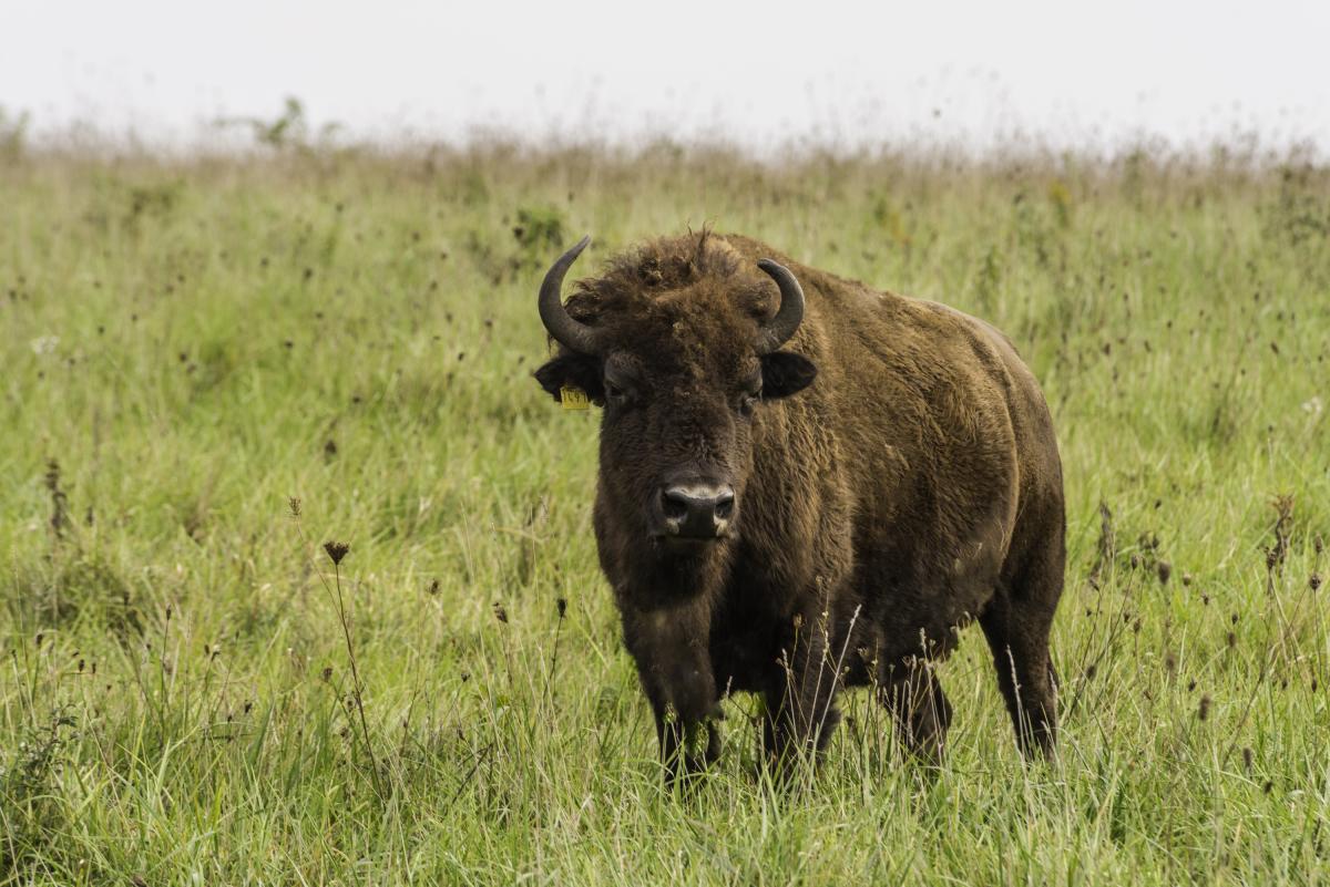 pic of bison