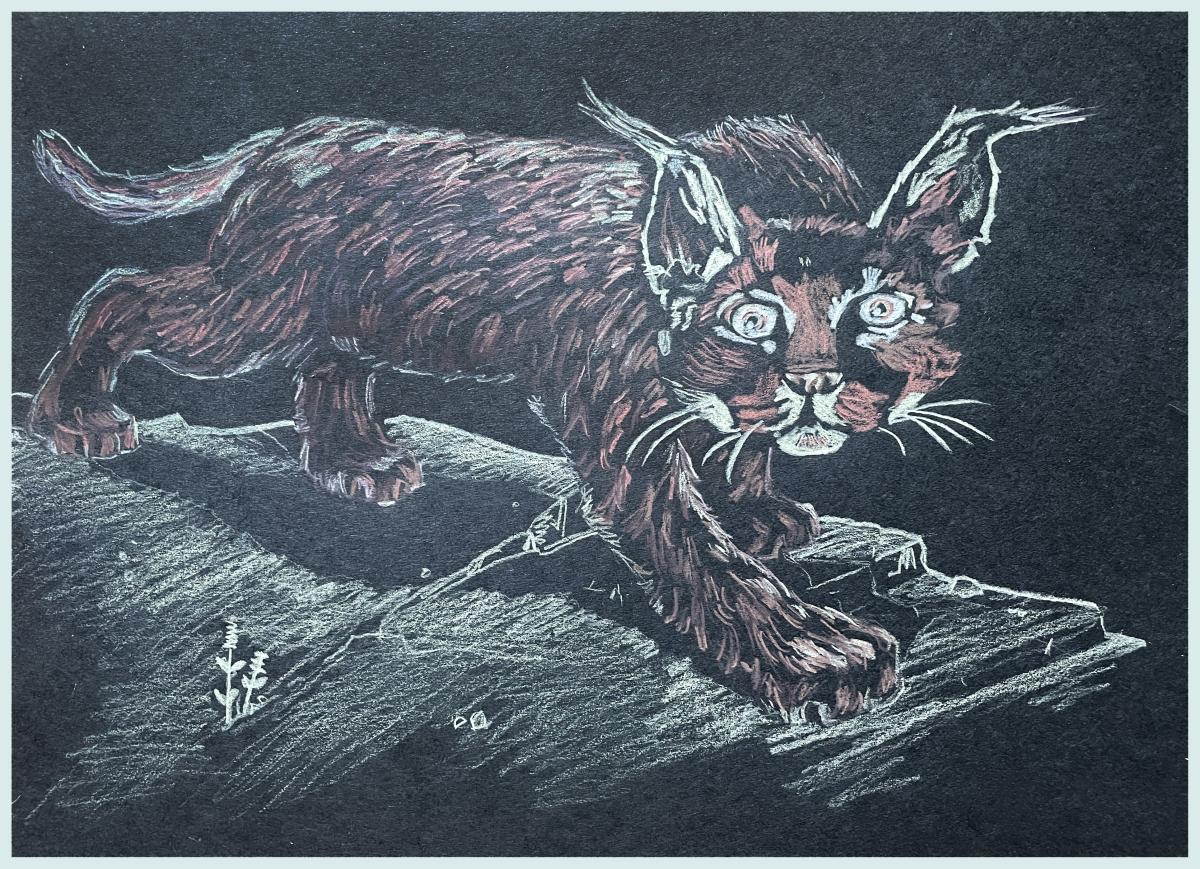 young artists, colored pencils, art, wildcats, drawing, prospect heights public library