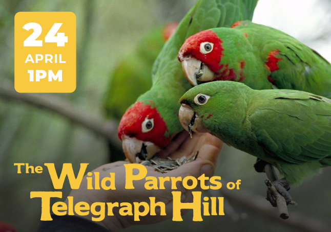 Film still of parrots eating from a hand.